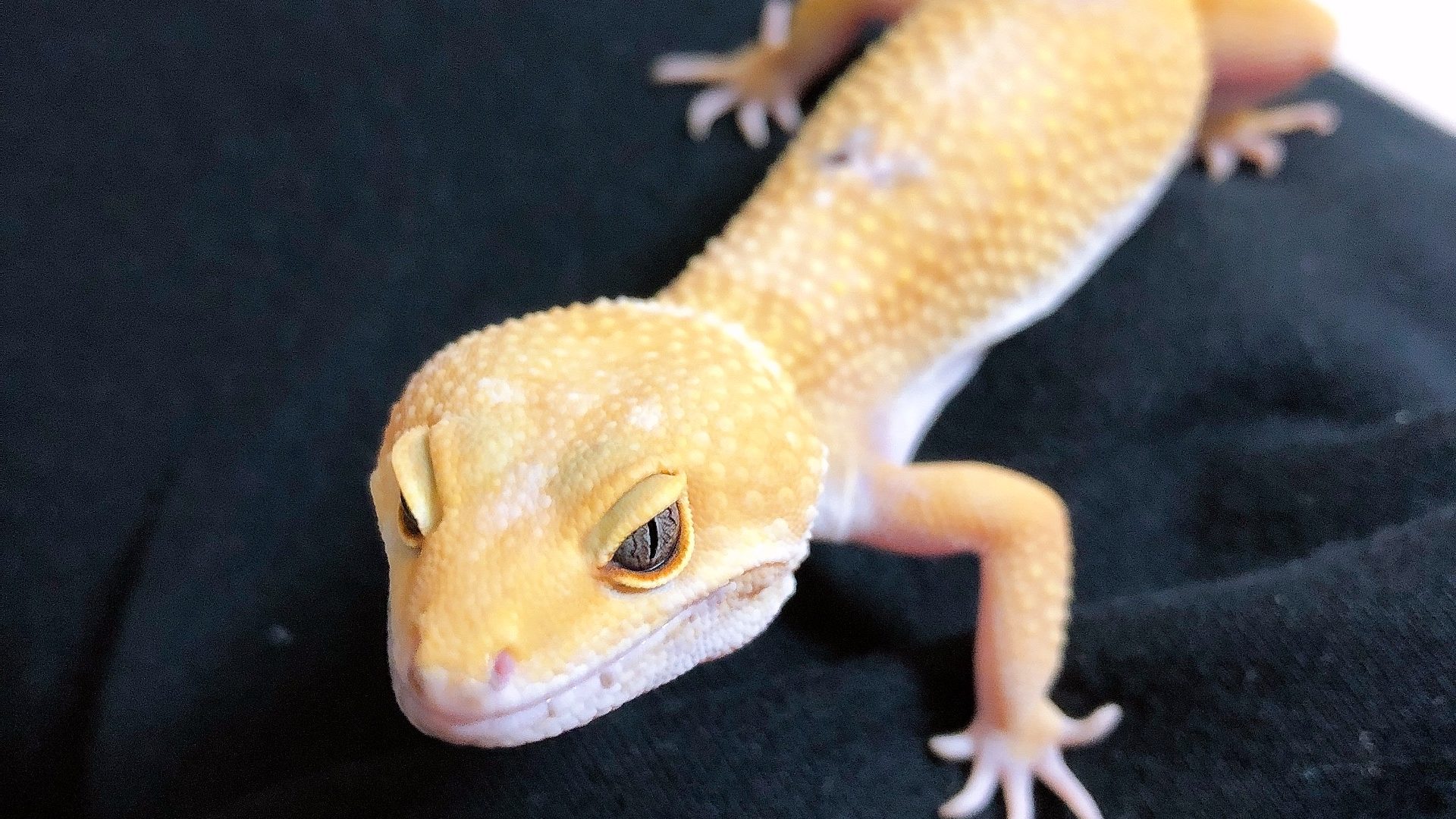 ヒョウモントカゲモドキ レオパ 飼う 必要な商品オススメ7選 トゲトゲアニマル