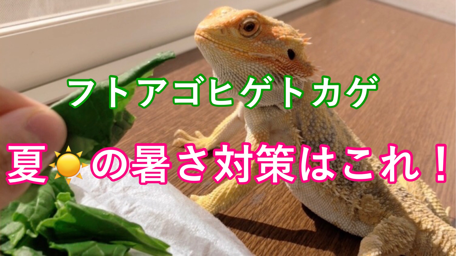フトアゴヒゲトカゲ 夏の飼育対策はこちら エアコン以外の対策を伝授 トゲトゲアニマル